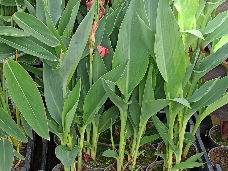 XXL Blumenrohr - Canna glauca Endeavour